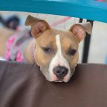 Cabinet veterinar PETLOVE